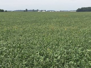 Property photo 19 - FARMLAND AUCTION - 436+/- ACRES IN 10 TRACTS IN AUGLAIZE COUNTY, OH